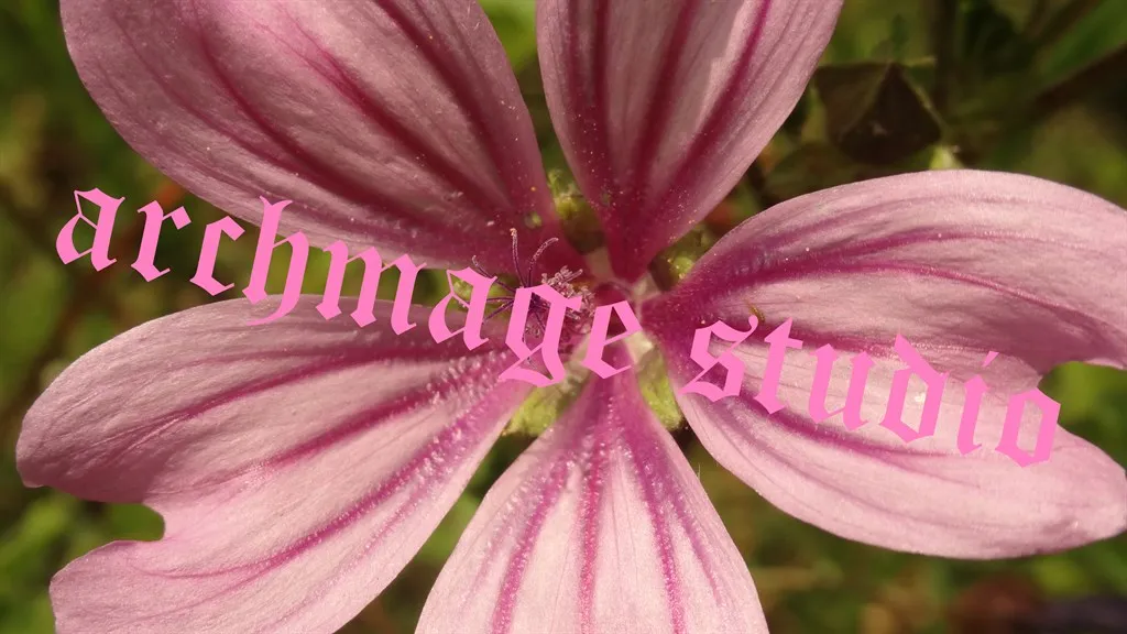 Field Mallow 6
