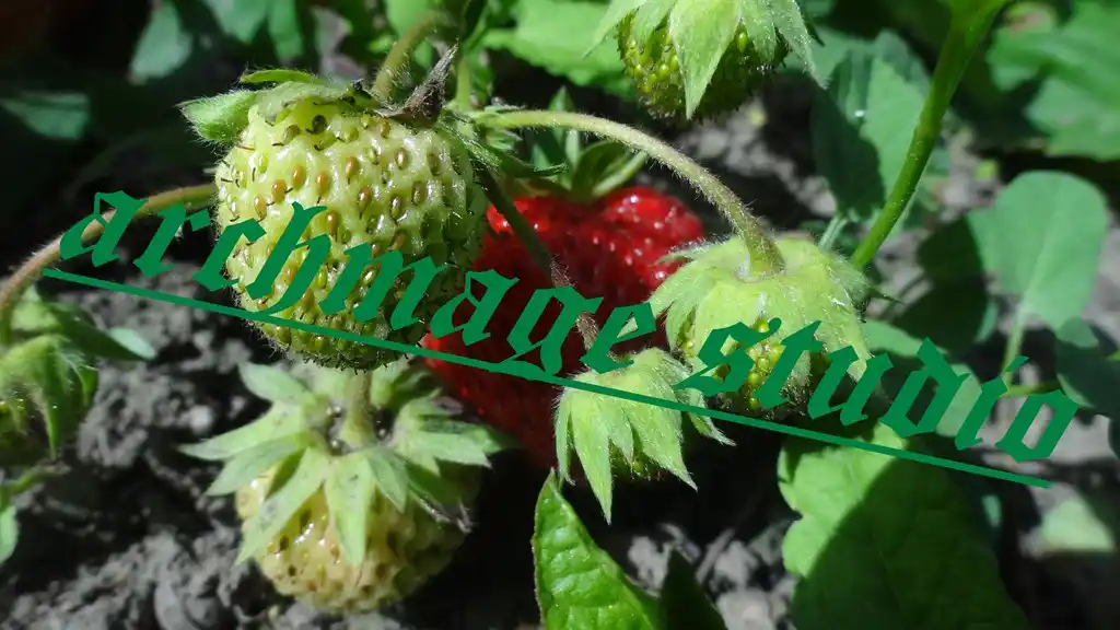 Straw Berry 21