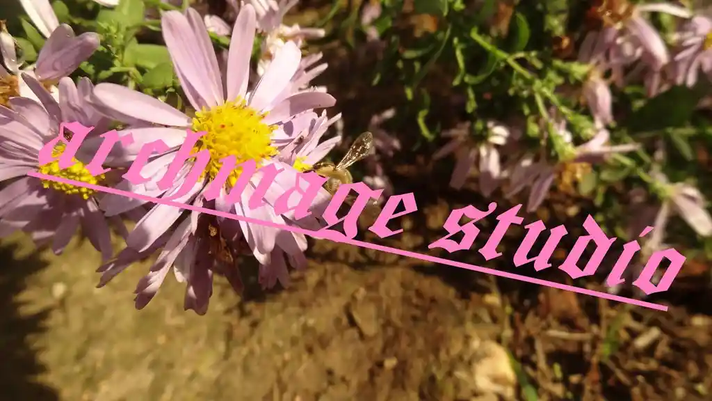 Aster Symphyotrichum 3