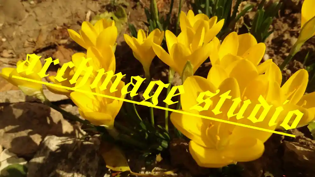 Crocus 15