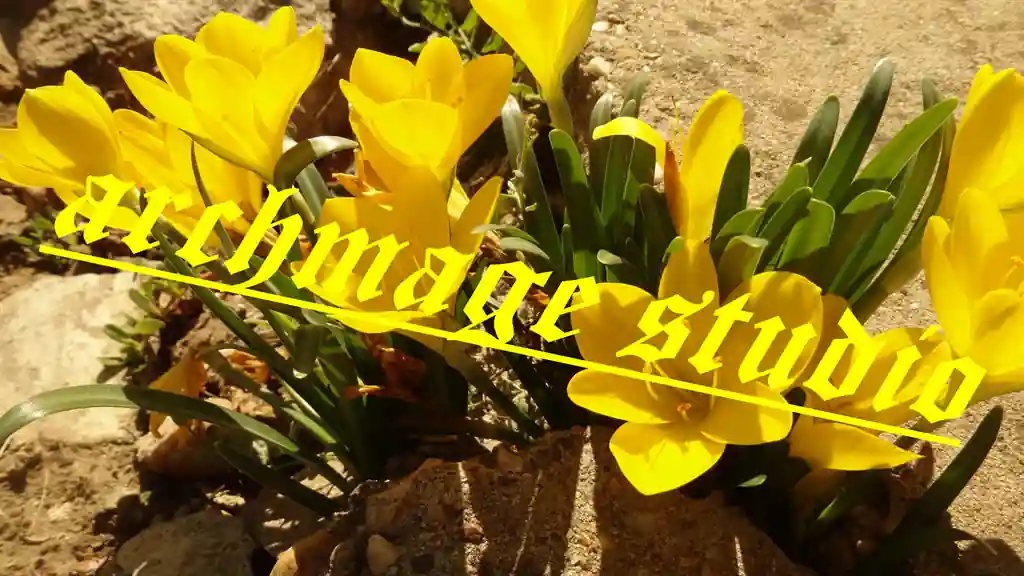 Crocus 42