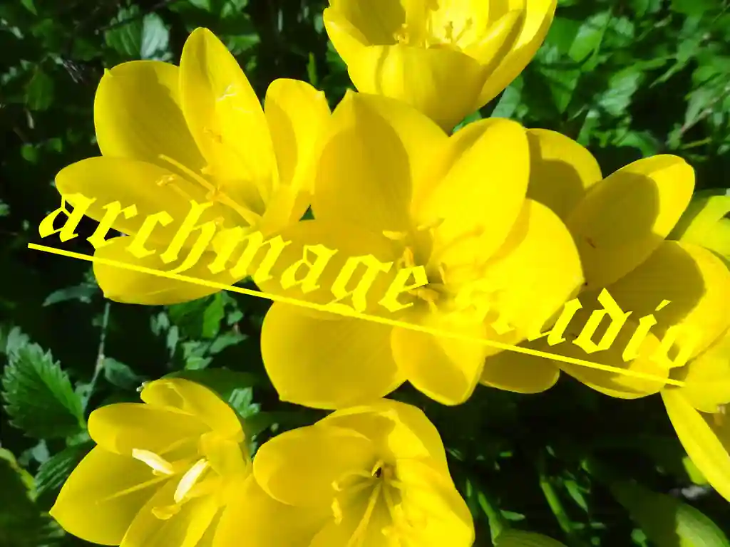 Crocus 95