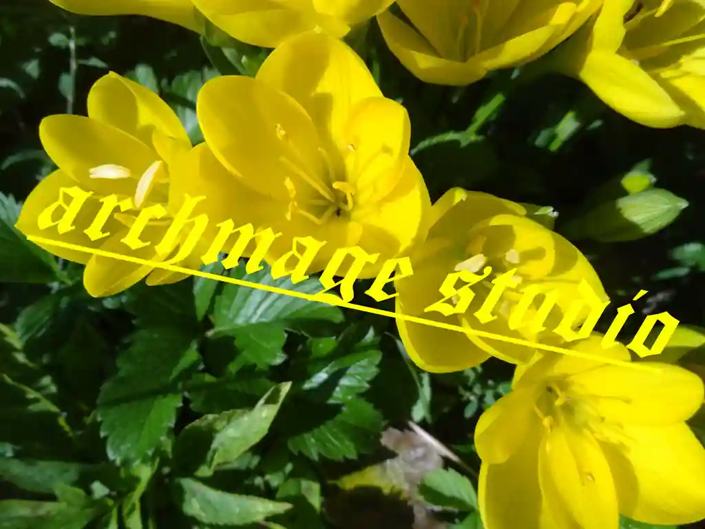Crocus 96