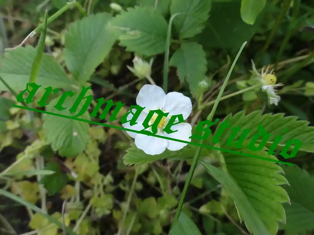Fragaria vesca 4