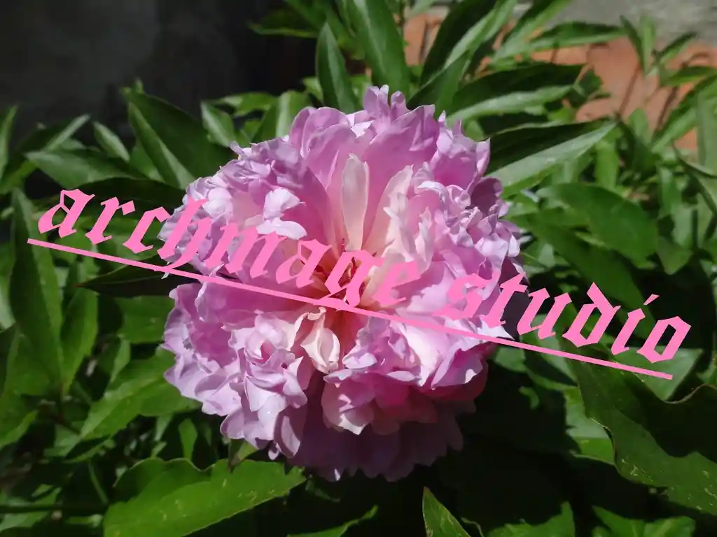 Pinki Stinki Bujur 1