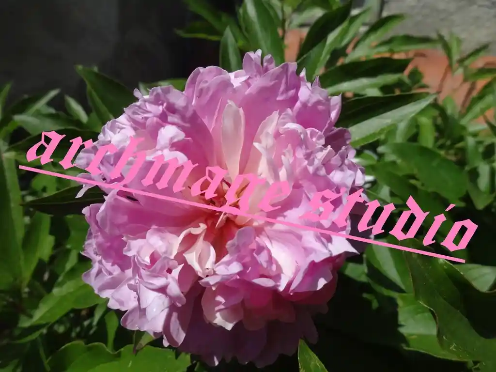 Pinki Stinki Bujur 2