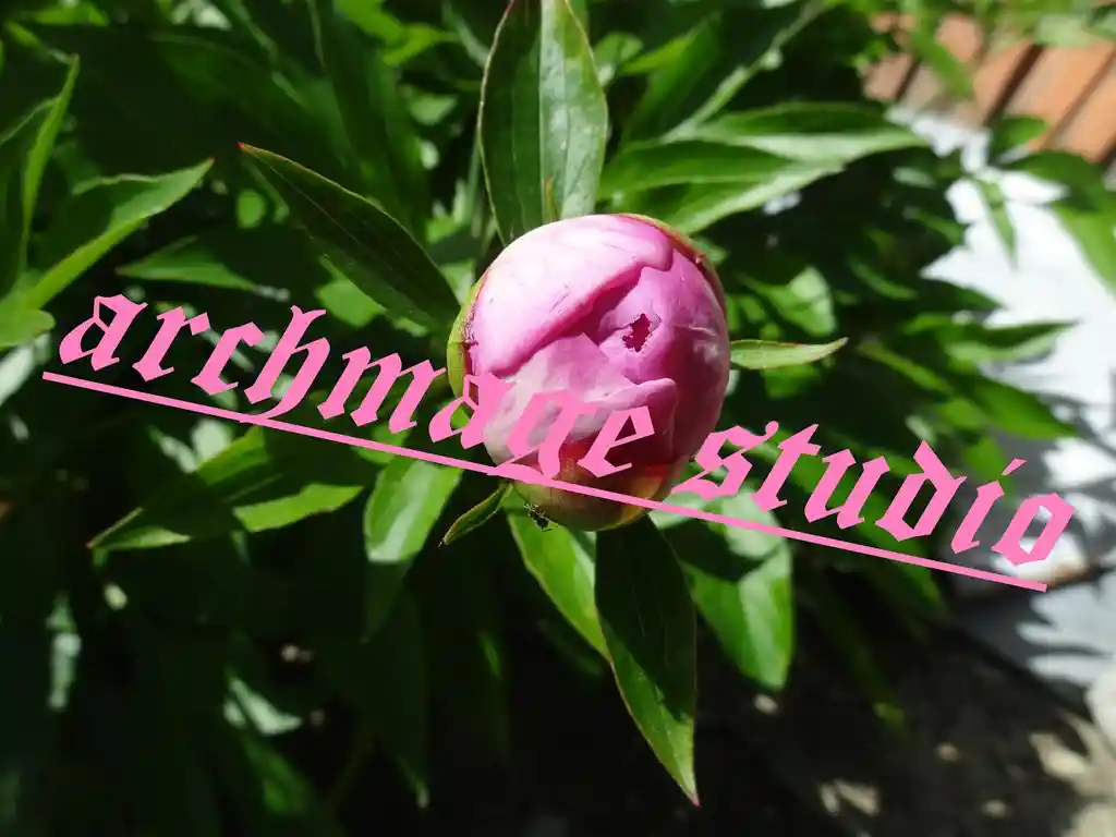 Pinki Stinki Bujur 8