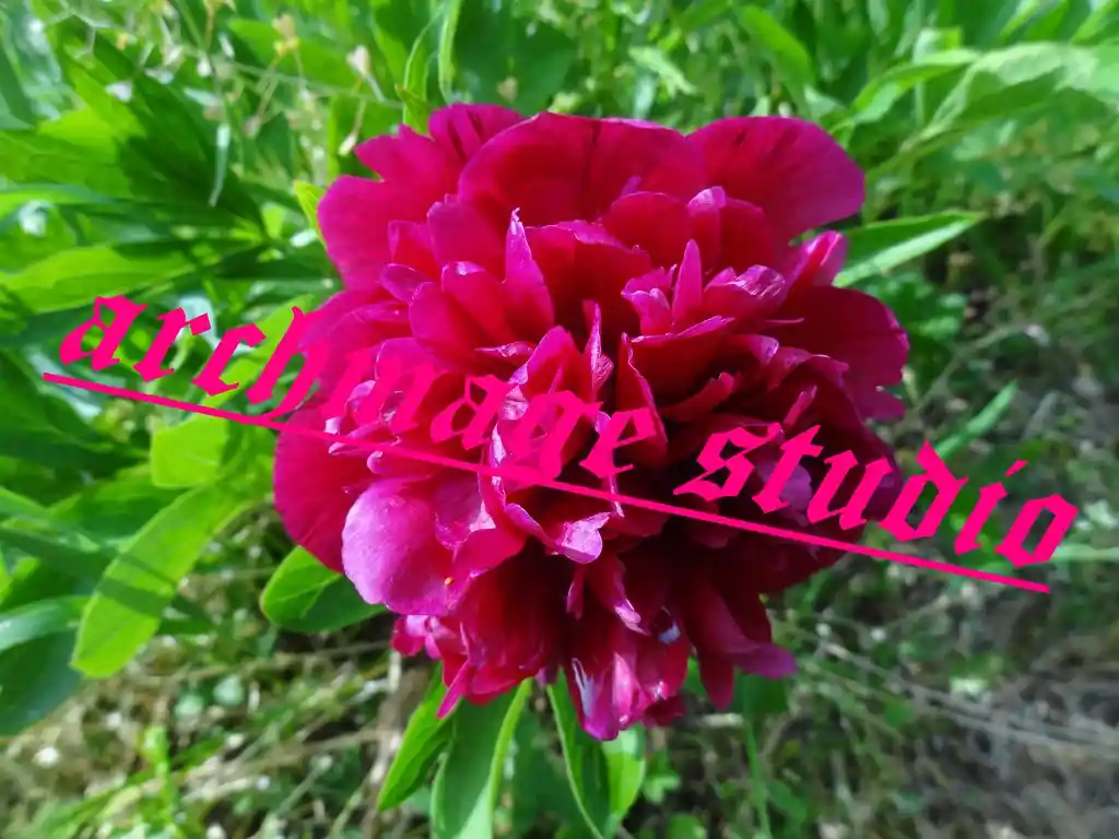 Red no Stinki Bujur 1