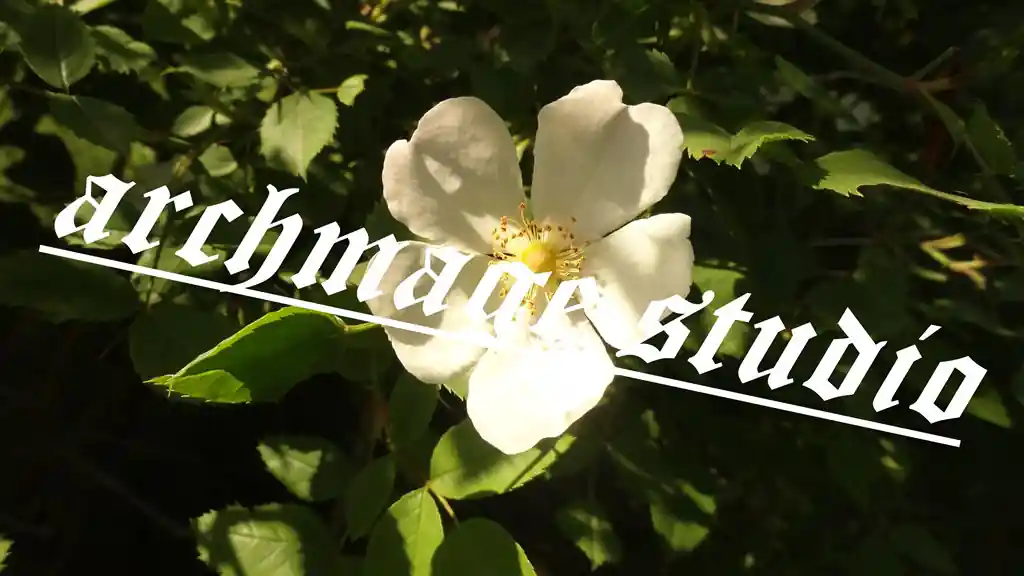 Rosa arvensis 17