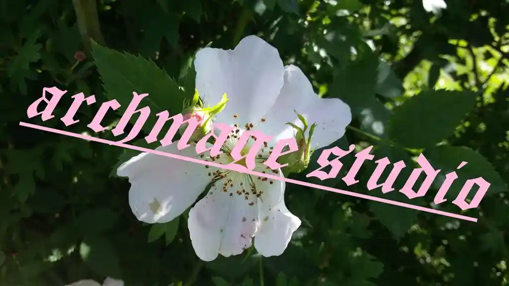 Rosa canina 35