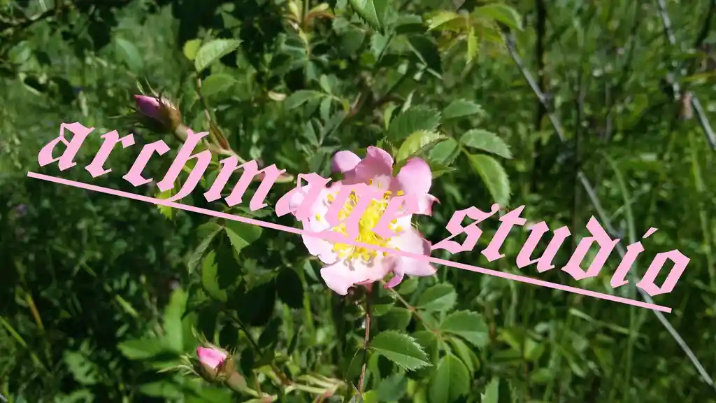 Rosa canina 6