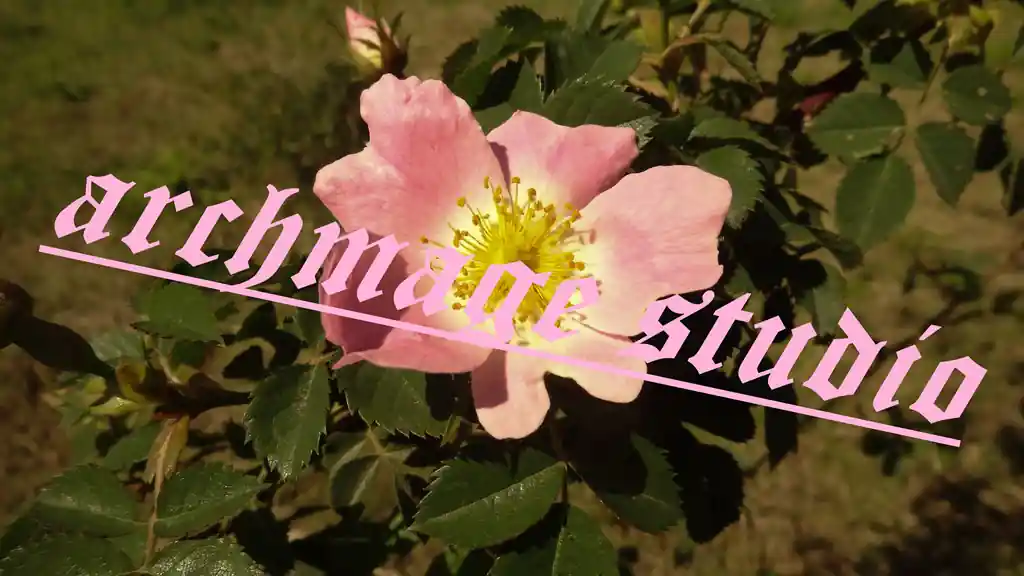 Rosa canina 83