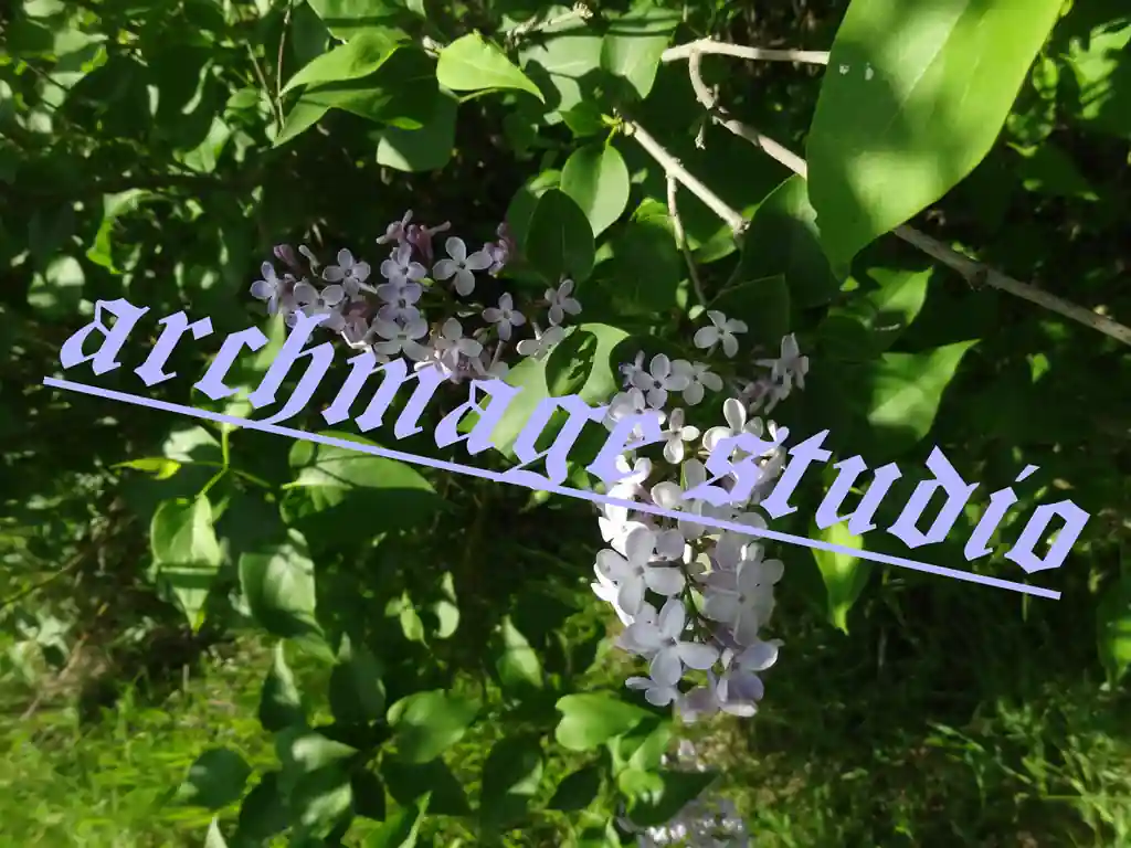 Syringa vulgaris 1
