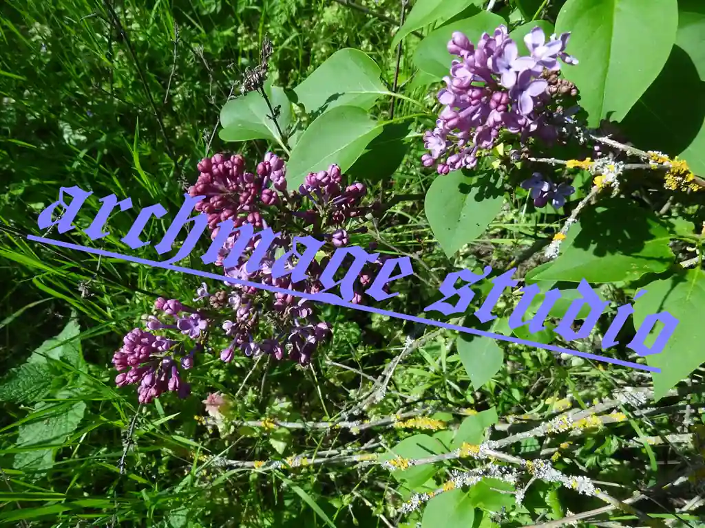 Syringa vulgaris 16