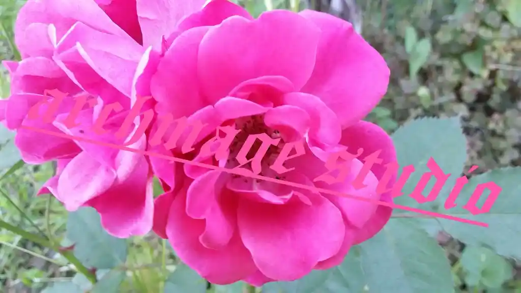 pinki no stinki rose 2