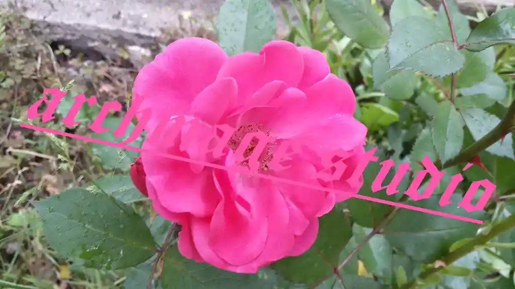 pinki no stinki rouse 18