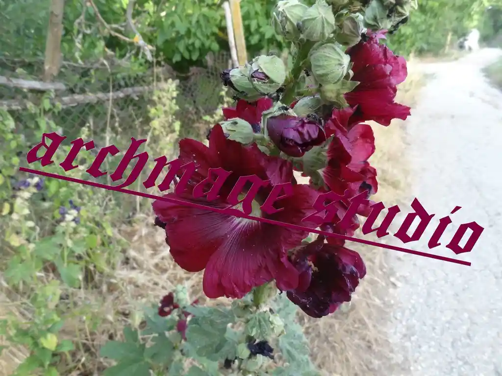 rosette - Alcea rosea 1